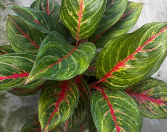 6” AGLAONEMA RED EMERALD plant pot - Chinese Evergreen - rooted growth points - colorful houseplant - home decor - gift