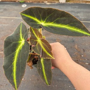 May include: A small houseplant with dark green leaves with light green veins. The leaves are slightly curled and have a velvety texture.