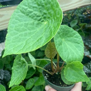 May include: A potted plant with large, textured, heart-shaped green leaves. The plant is in a dark green plastic pot, held by a hand. The leaves have prominent veins and a slightly ruffled edge. The plant is a vibrant green color.