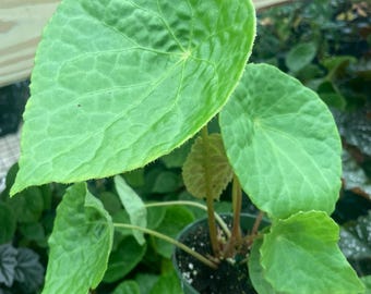 4” NATUNAENSIS BEGONIA plant pot - unique teardrop shaped foliage leaves - houseplant - rare and beautiful home decor