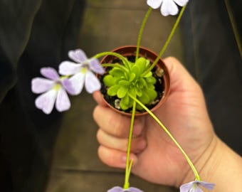2” PINGUICULA EMARGINATA Red GYPSICOLA - beginner Butterwort hybrid plant pot -  flowering carnivorous houseplant