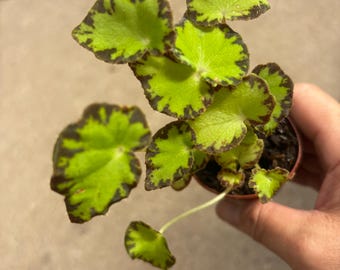 4” PICK YOUR Begonia pot - unique foliage houseplant - home decor plant - beautiful pattern leaves