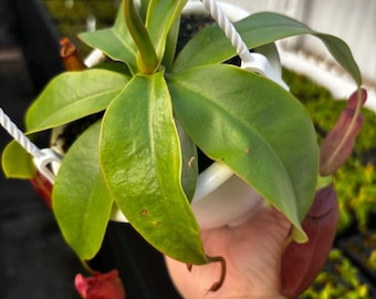 4.5” NEPENTHES DIANA hanging basket - Carnivorous Pitcher plant leaves - houseplant - home decor - Bright RED pitchers
