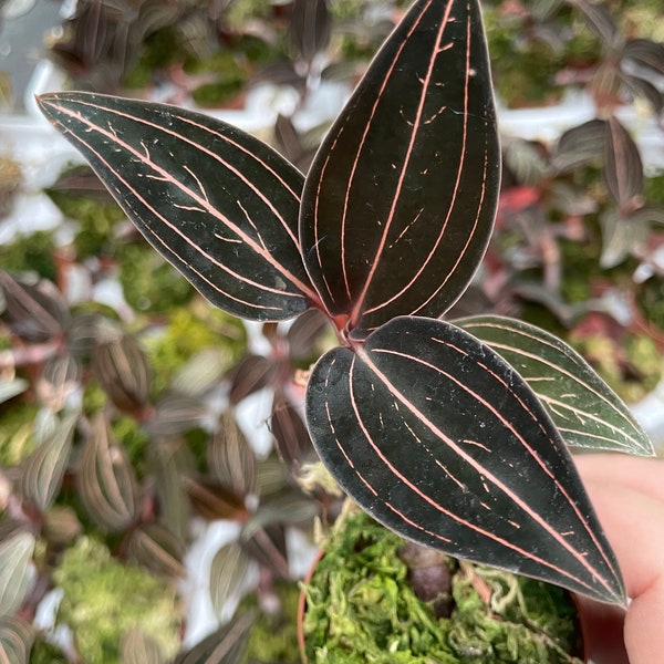 2” fully rooted Ludisia Discolor Jewel Orchid pot