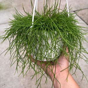May include: A hanging basket with a vibrant green plant. The plant has long, thin, needle-like stems cascading from a white pot. The pot is suspended by a white metal hanger. The plant's color contrasts with the white pot and hanger.