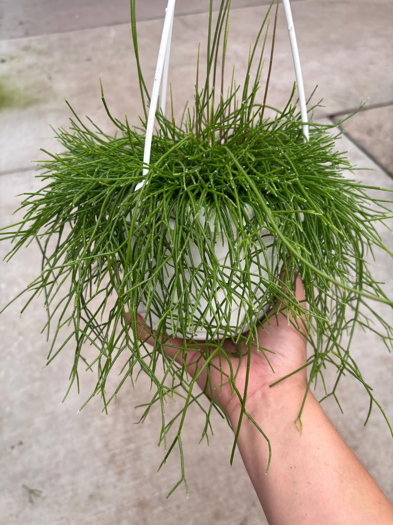 May include: A hanging basket with a vibrant green plant. The plant has long, thin, needle-like stems cascading from a white pot. The pot is suspended by a white metal hanger. The plant's color contrasts with the white pot and hanger.
