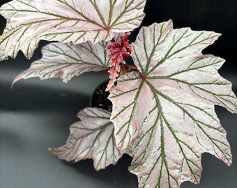 4” Rare BEGONIA LAMOON Mature plant #10 - EXACT pot - vibrant iridescent pink foliage leaves - U.S. Grown - Perfect - 2 Day Air recommended