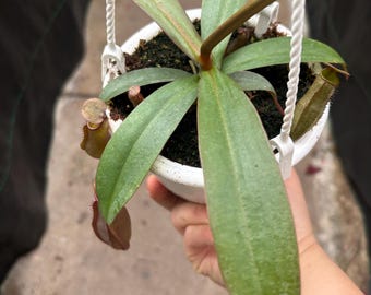 4.5” NEPENTHES x ‘REBECCA SOPER’ hanging basket - Carnivorous Pitcher plant leaves - houseplant - home decor