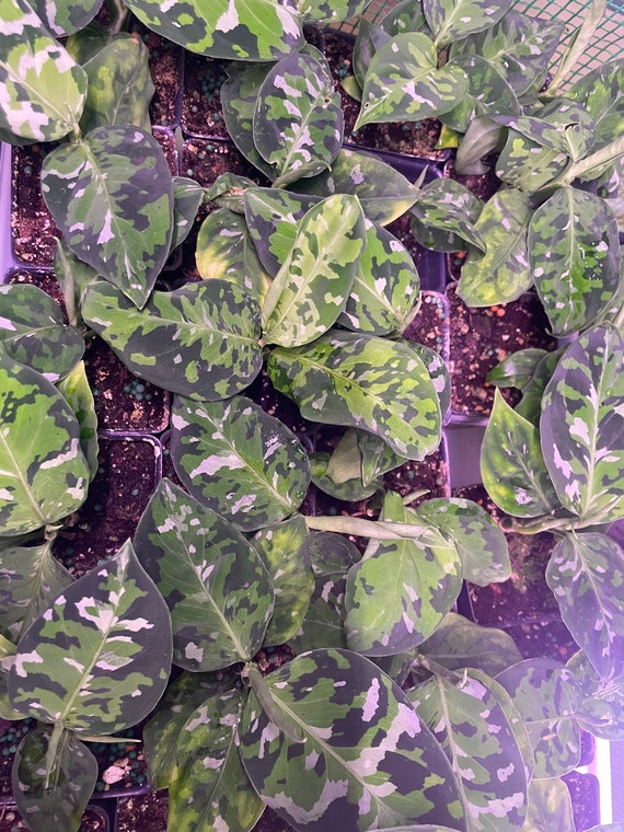 3” Aglaonema Tricolor Pictum Pot - Rare Plant - Camouflage 3” Aglaonema Tricolor Pictum Pot - Rare Plant - Camouflage