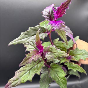 4” PURPLE PASSION plant pot - Gynura Aurantiaca - Royal purple VELVET phome decor - houseplant - deep purple foliage