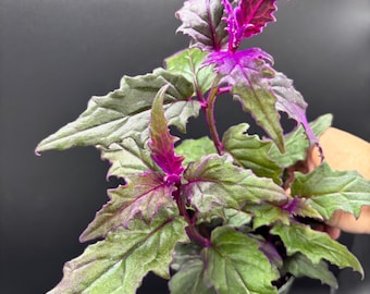 4” PURPLE PASSION plant pot - Gynura Aurantiaca - Royal purple VELVET phome decor - houseplant - deep purple foliage