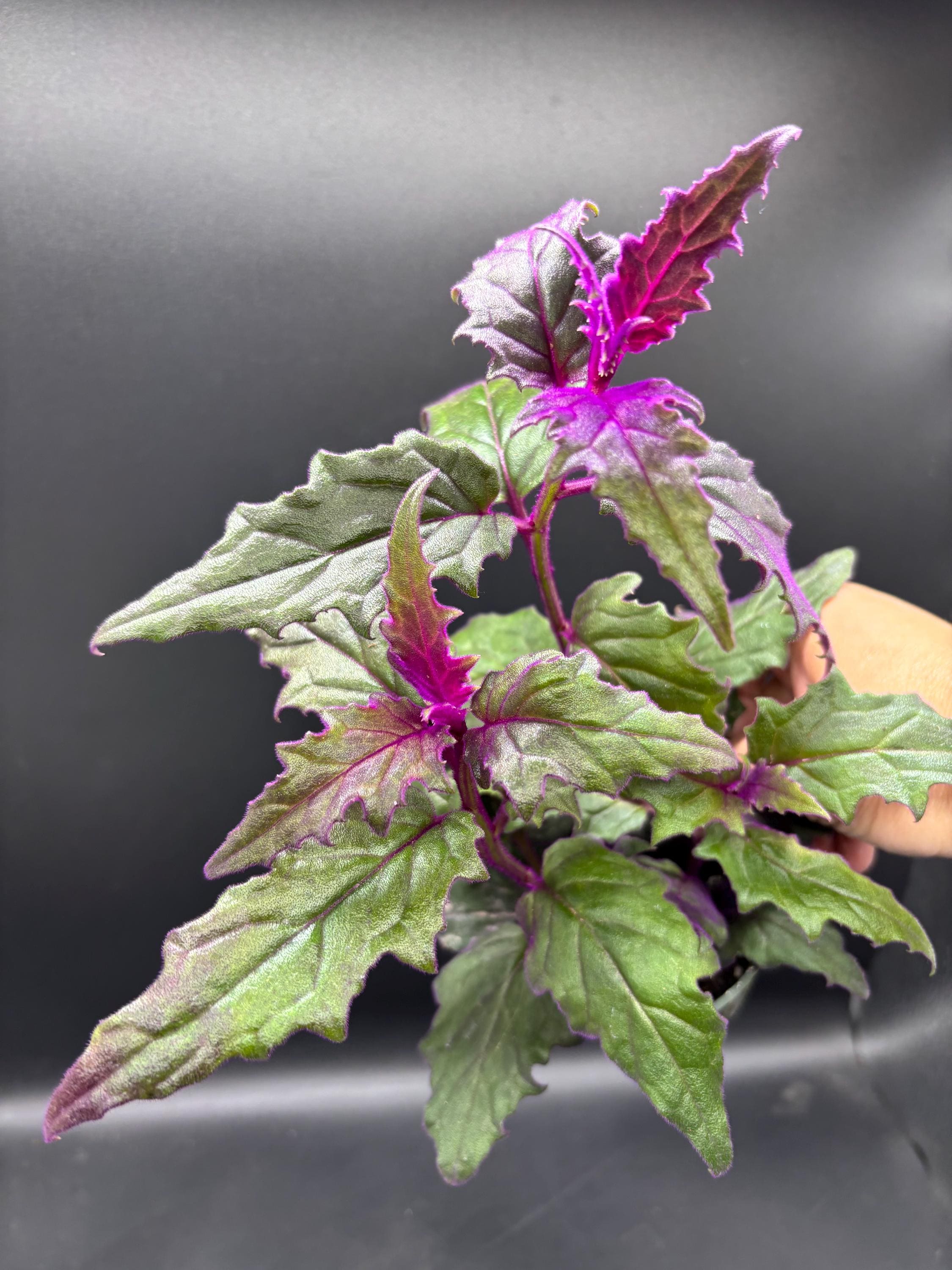4” PURPLE PASSION plant pot - Gynura Aurantiaca - Royal purple VELVET phome decor - houseplant - deep purple foliage
