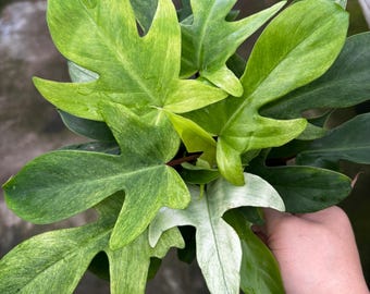 6” FLORIDA GHOST Philodendron plant pot - established houseplant shades of yellow & green foliage - rare and beautiful home decor