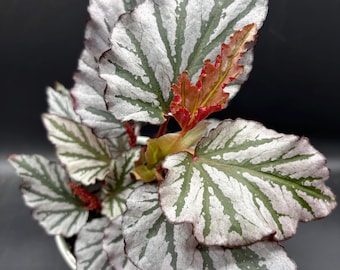 4” Begonia Kismet pot - flashy houseplant - Fibrous hybrid- silvery & green leaves - beautiful home decor plant