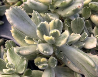 6” Bear Paws Variegated plant - KAWAII - Cotyledon tomentosa pot - rare so cute succulent pot - white yellow green paw foliage