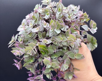 4” Callisia Repens plant - Pink Panther - bushy Pink Lady pot - pink purple home decor - handsome purple pink and green little leaves