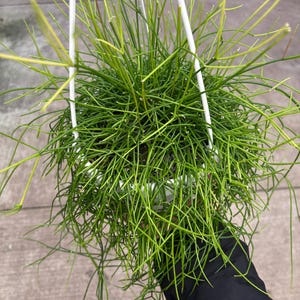 6” Rhipsalis Burchellii plant hanging basket - rooted and trailing Mistletoe Cactus - bushy houseplant - thinner foliage leaves image 2