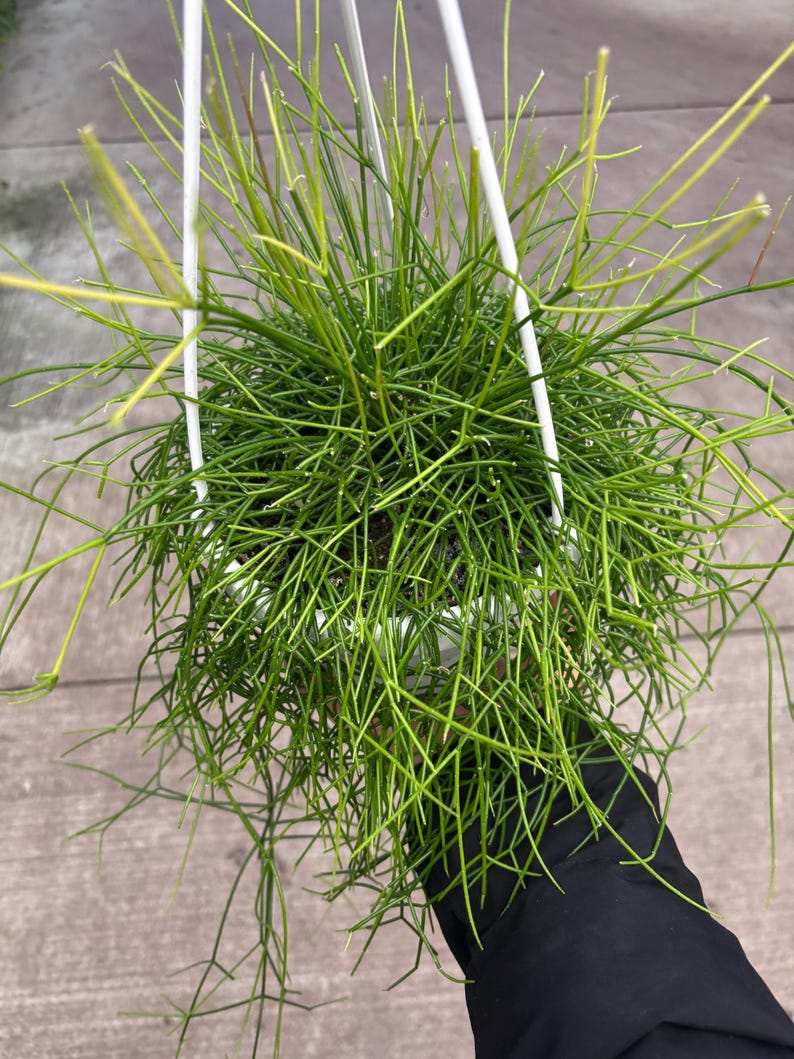6” Rhipsalis Burchellii plant hanging basket - rooted and trailing Mistletoe Cactus - bushy houseplant - thinner foliage leaves image 2