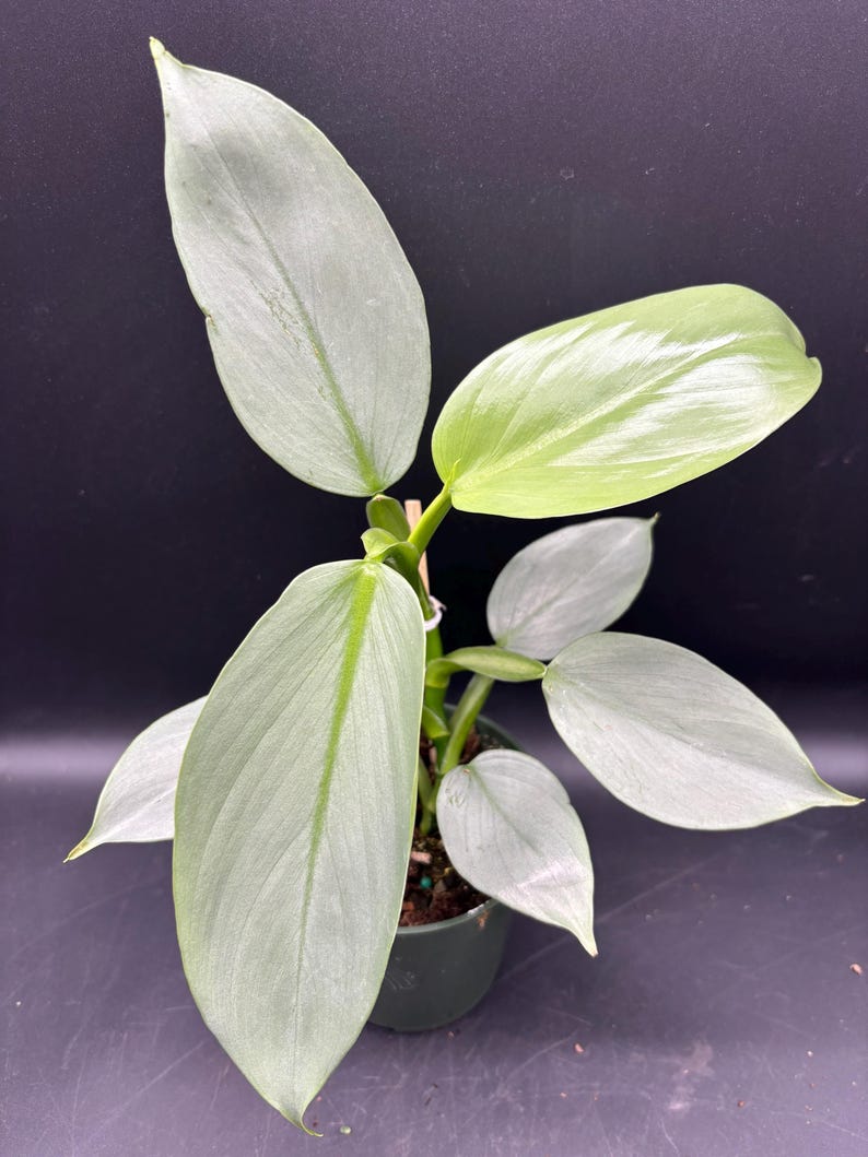 FastechPlants Philodendron Hastatum - Thumbnail 2