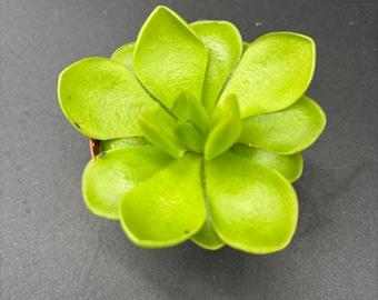 2” PINGUICULA WESER pot  - Butterwort hybrid plant -  rosettes leaves - carnivorous houseplant