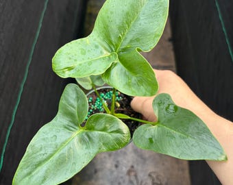 4” GOELDII Philodendron plant pot - houseplant - Finger Leaf - tropical foliage - green aroid - home decor