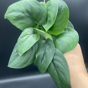 May include: A bunch of green leaves with a silvery sheen. The leaves are heart-shaped and have a textured surface.