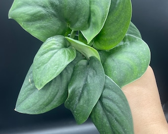 4” Scindapsus JADE SATIN pot - fully rooted houseplant - dark green foliage - thick leaves - easy care home decor