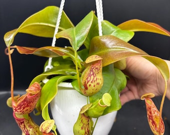 4.5” NEPENTHES ST GAYA  hanging basket - Carnivorous Pitcher plant leaves - houseplant - home decor - big dramatic pitchers
