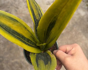 4” GOLDEN FLAME Snake plant pot - air purifier - thick foliage - yellow & green pointed leaves - Sansevieria home decor houseplant