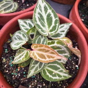 May include: A close-up of a potted plant with green leaves featuring white veining. The leaves have a unique shape and texture. The plant is in a terracotta pot, and the soil is visible.