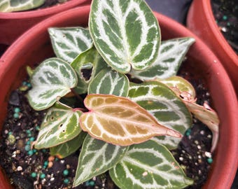 Anthurium Michelle X Zara X RC X King of Spades 4” - US SELLER - Etsy