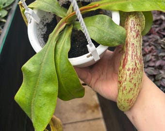 4.5” NEPENTHES x DYERIANA hanging basket - Carnivorous Pitcher plant leaves - houseplant - home decor - gorgeous prominent pitchers