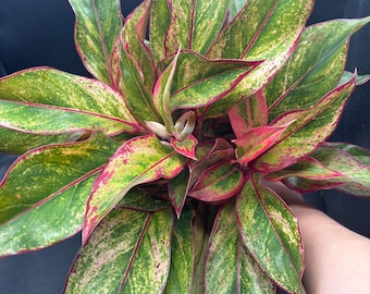 6” AGLAONEMA SIAM RED plant pot - Chinese Evergreen - multiple plants with rooted growth points - colorful houseplant - home decor - gift