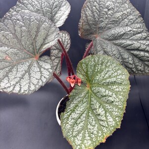May include: A potted rex begonia plant featuring large, heart-shaped leaves with a textured, silvery-green pattern and deep red veins. The plant has dark red stems and a small cluster of tiny, pale pink flower buds emerging from the center.