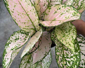 6” ETTA ROSE AGLAONEMA plant pot - Chinese Evergreen - rooted growth points - Blush pink color houseplant - home decor - gift