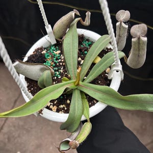 4.5” NEPENTHES ALBOMARGINATA hanging basket - Rare CARNIVOROUS Pitcher plant - houseplant - home decor
