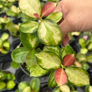 4” Hoya AUSTRALIS LISA - Wax plant - rare variegated succulent porcelain plant - colorful easy plant - full with several rooted sections
