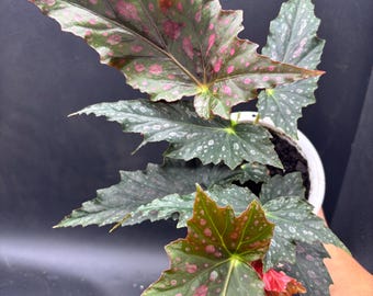 4.5” JOCKO BOY Begonia plant hanging basket - cane hybrid polka dot - beginner friendly - spotted home decor - pink flowers