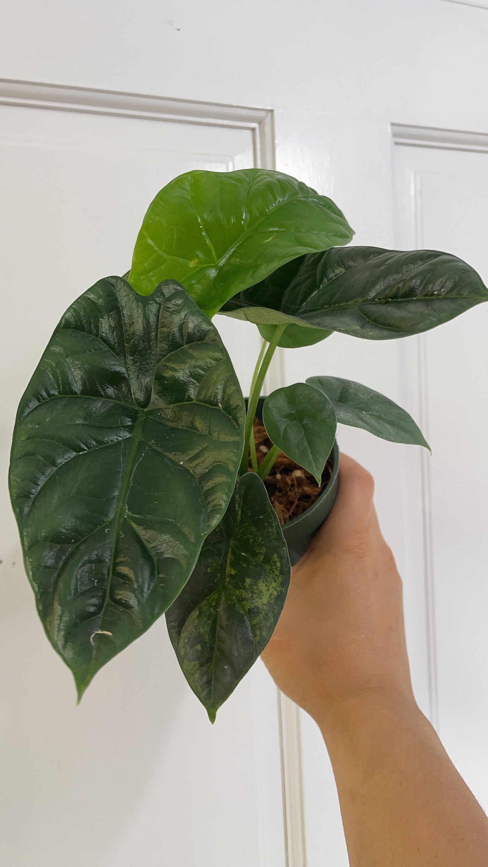 Alocasia Mirror Face Alocasia Sinuata RARE Quilted Etsy