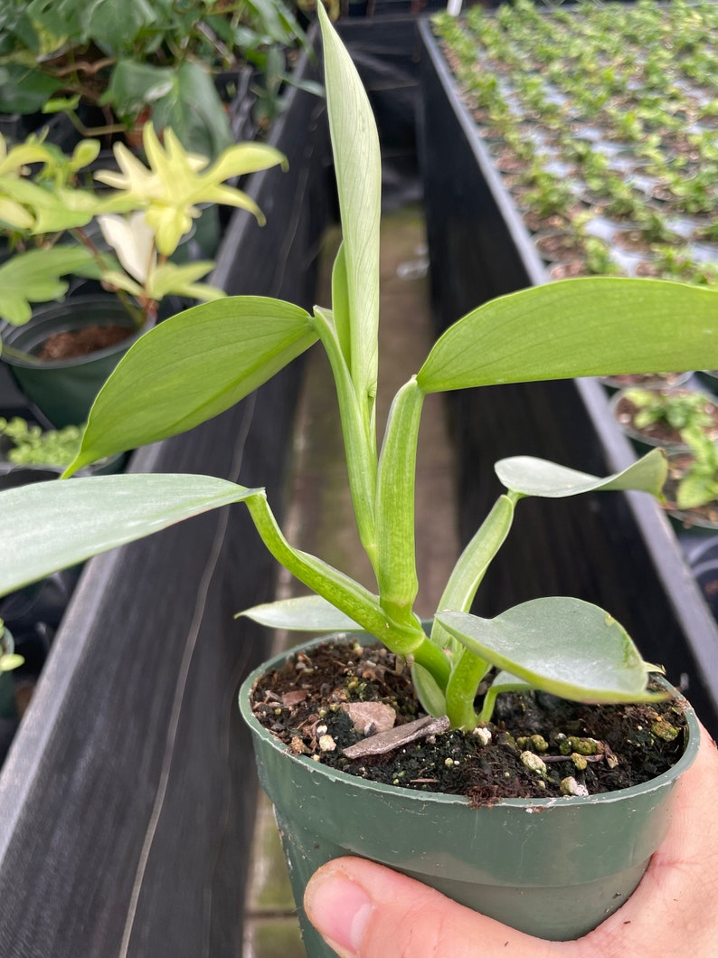 FastechPlants Philodendron Hastatum - Thumbnail 3