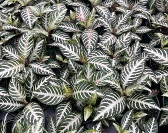 4” Aphelandra Snow White Zebra Pot - Show Stopper Plant - Uncommon