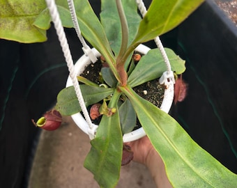 4.5” NEPENTHES BLACK MIRACLE hanging basket - Carnivorous Pitcher plant leaves - houseplant - home decor - bright red pitchers