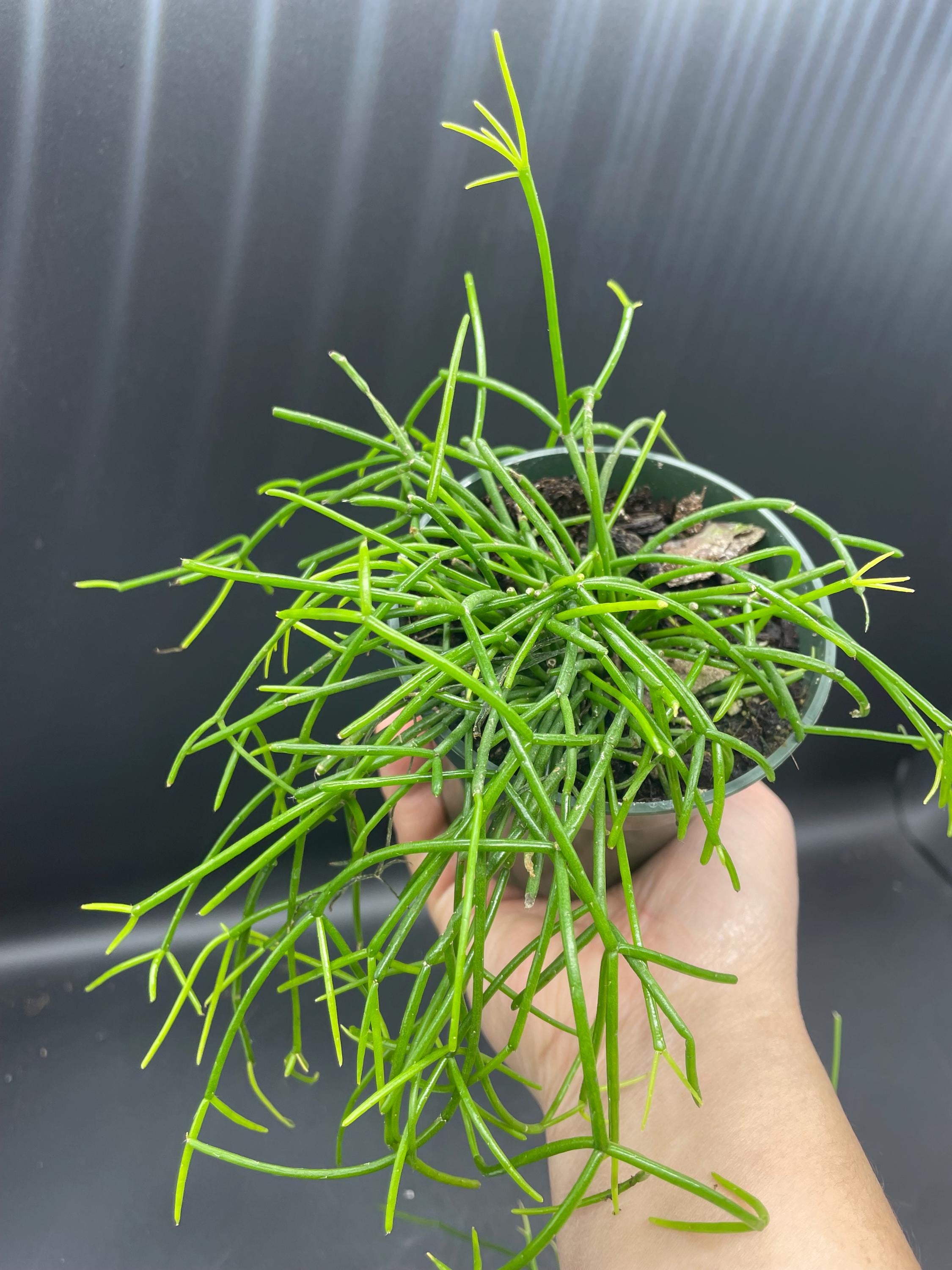 4” Rhipsalis Cashero plant pot - rooted and trailing Mistletoe cactus houseplant - bushy home decor