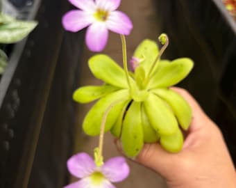 2” PINGUICULA AGNATA x POTOSIENSIS - easy care Butterwort hybrid plant pot -  flowering carnivorous houseplant