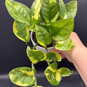 4” Lizard Queen Pothos plant pot - rare cultivar houseplant - yellow and green foliage - pretty home decor - low maintenance