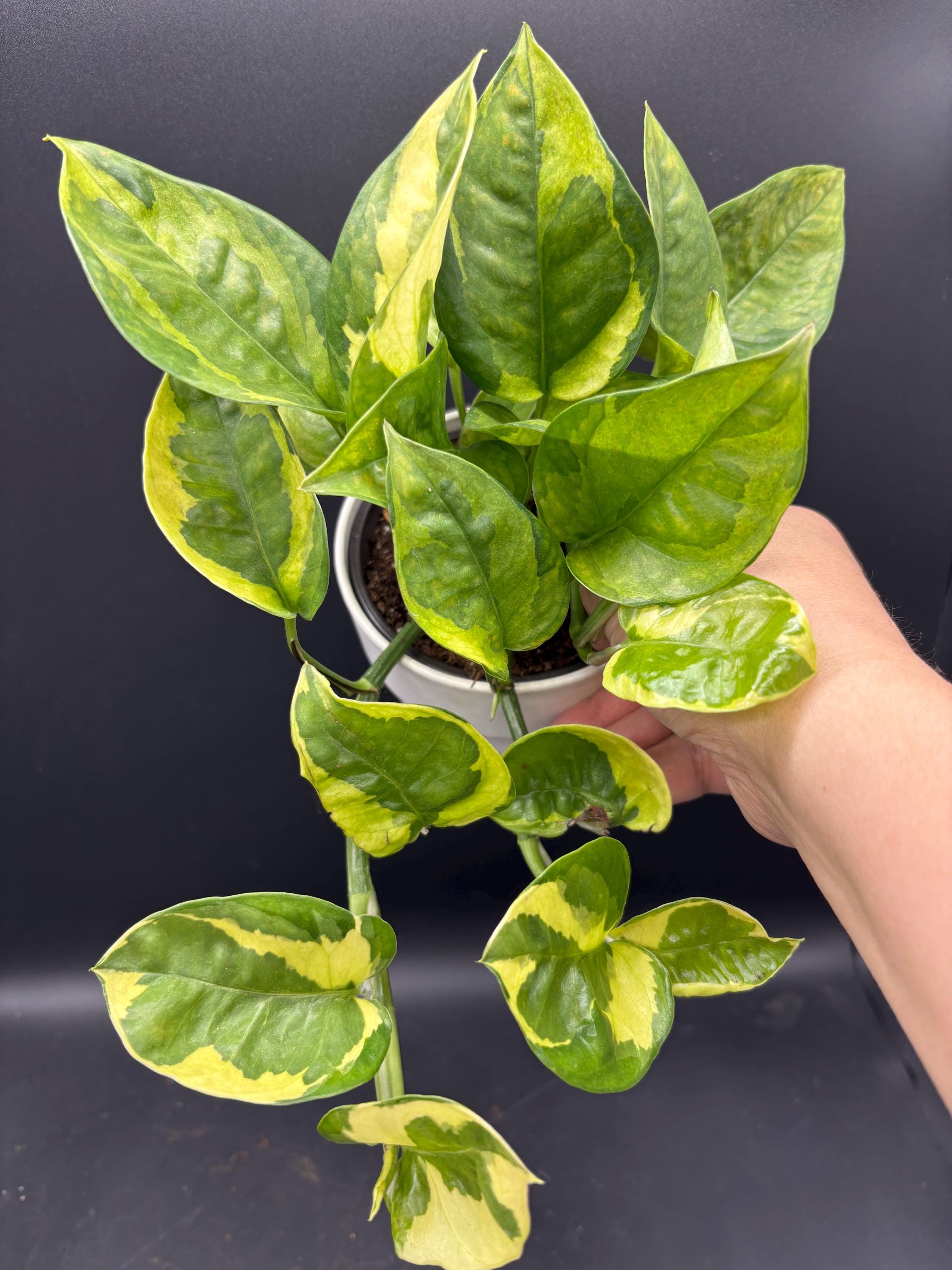 peace lily potted Peace Lily Plant With Self Watering Pot