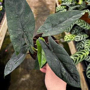 May include: A close-up of a potted Alocasia plant with large, dark green leaves. The leaves have a textured surface with lighter green and white speckles. The plant is held in a black pot, and the background shows other plants.