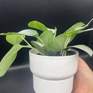 May include: A small, leafy green plant in a white, tiered ceramic pot. The plant has large, oval-shaped leaves with a silvery sheen. The pot is cylindrical with a rounded base and a slightly wider top.
