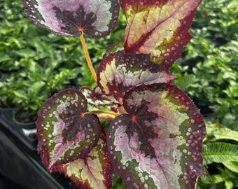 4” EMMA’S EVOLUTION CELESTIAL Strawberry Begonia pot - gorgeous pastel color leaves foliage - flower houseplant - gift
