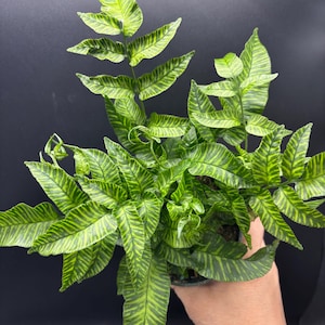 May include: A vibrant green fern with striking, zebra-like patterns on its leaves. The plant is held in a small pot, showcasing its lush foliage against a dark background. The leaves display a mix of light and dark green hues.